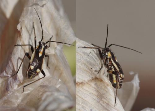Capsodes sulcatus