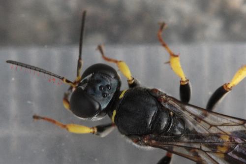 Crossocerus binotatus