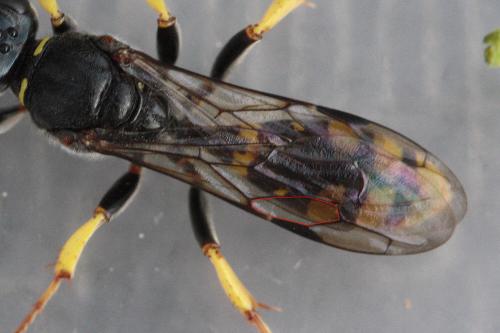 Crossocerus binotatus