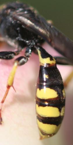 Crossocerus binotatus