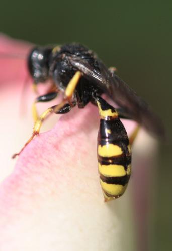 Crossocerus binotatus