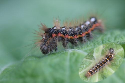 Réf. 57 865 : Acronicta rumicis