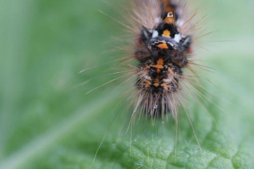 Acronicta rumicis