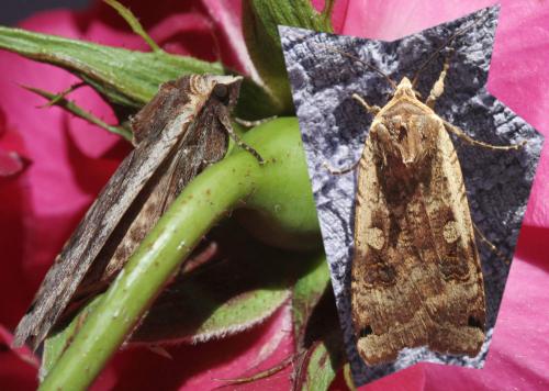 Noctua pronuba
