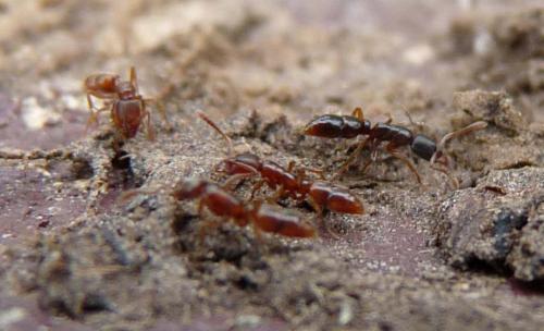 Réf. 57 056 : Ponera coarctata
