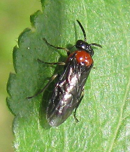 Réf. 57 396 : Eutomostethus ephippium
