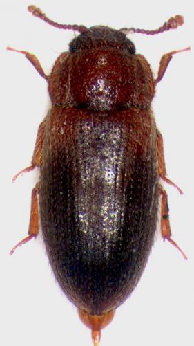Diplocoelus fagi