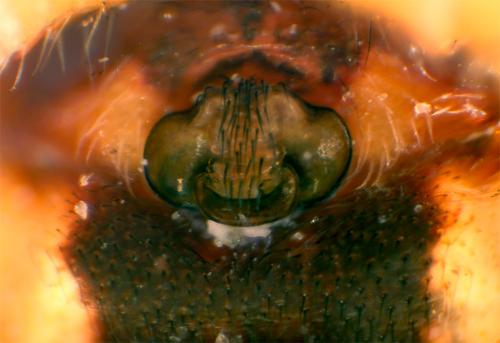 Cercidia prominens