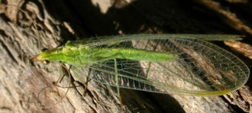 Chrysoperla sp.