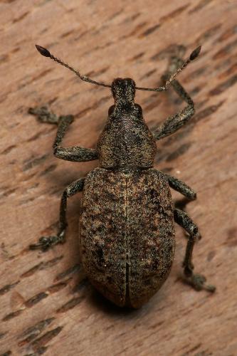 Réf. 57 085 : Liophloeus tessulatus