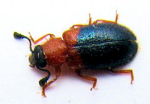 Necrobia ruficollis
