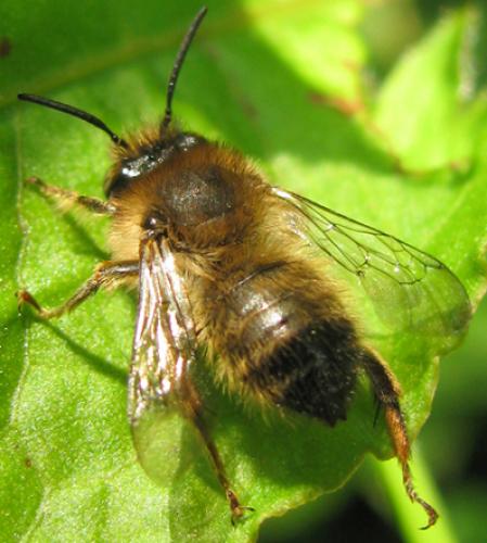 Anthophora sp.