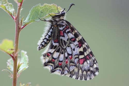 Zerynthia rumina