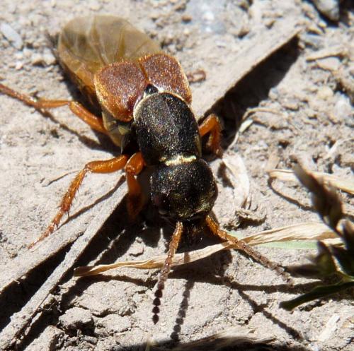Réf. 57 422 : Staphylinus dimidiaticornis