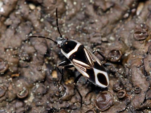 Xanthochilus douglasi
