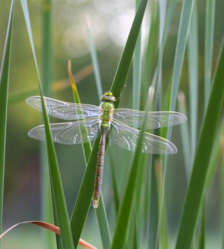 Réf. 57 693 : Anax imperator