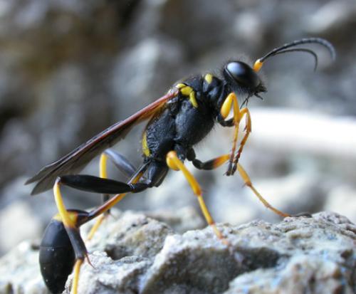 Sceliphron caementarium