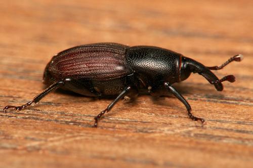 Sphenophorus striatopunctatus