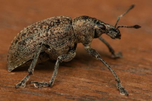 Réf. 57 084 : Liophloeus tessulatus