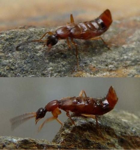 Réf. 57 758 : Drusilla canaliculata