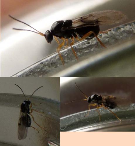Réf. 57 794 : Neuroterus quercusbaccarum