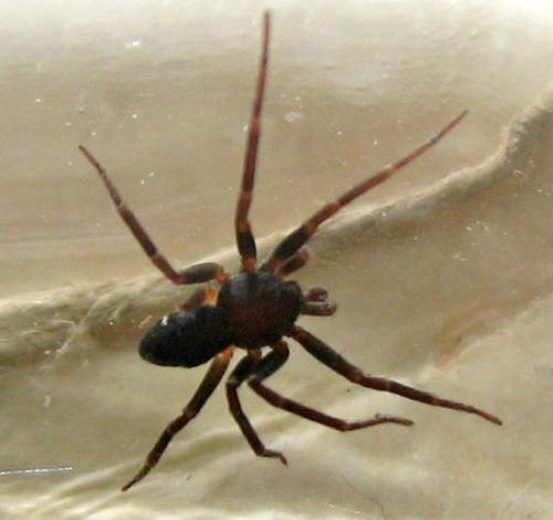 Pulchellodromus sp.