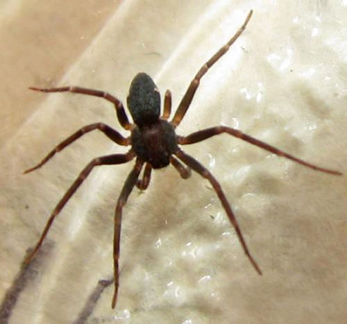 Pulchellodromus sp.