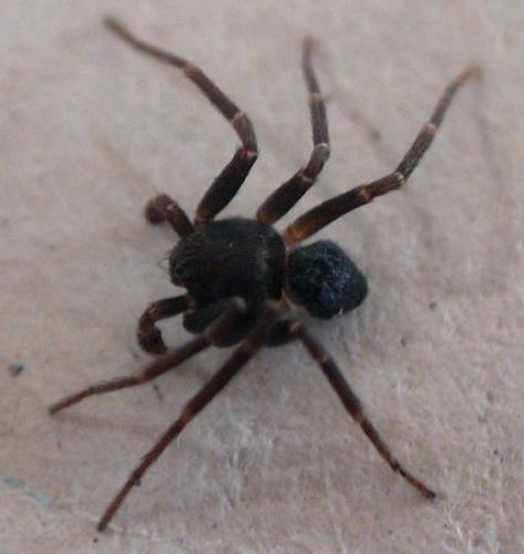 Réf. 57 549 : Pulchellodromus sp.