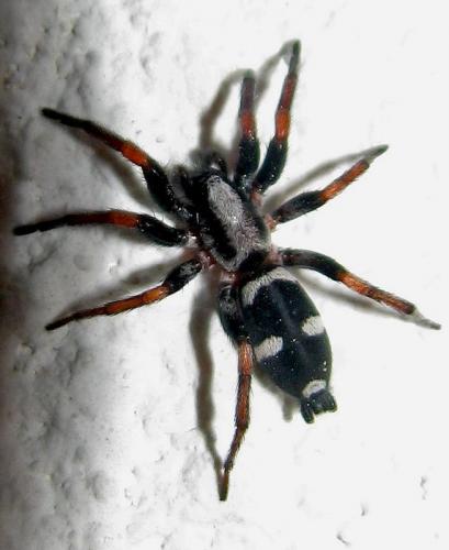 Réf. 57 548 : Poecilochroa sp.