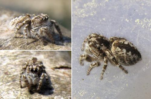 Réf. 57 201 : Pseudomogrus univitattus