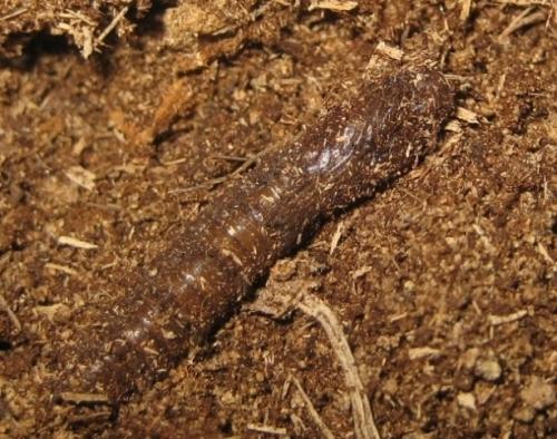 Ctenophora pectinicornis