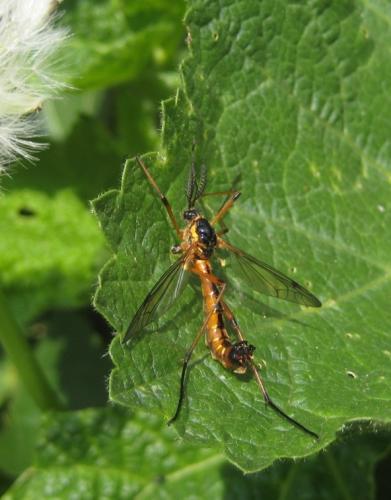 Ctenophora pectinicornis