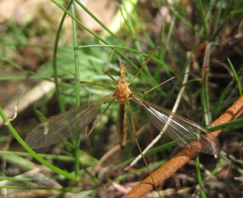 Réf. 57 516 : Tipula lunata
