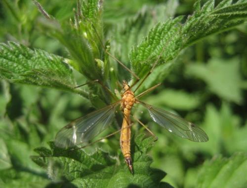 Réf. 57 517 : Tipula lunata