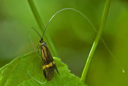 Nemophora degeerella