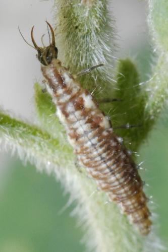 Chrysoperla carnea