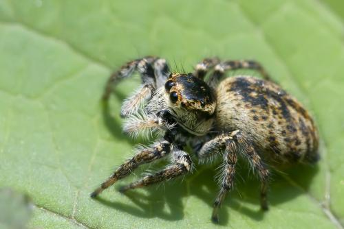 Réf. 57 070 : Carrhotus xanthogramma