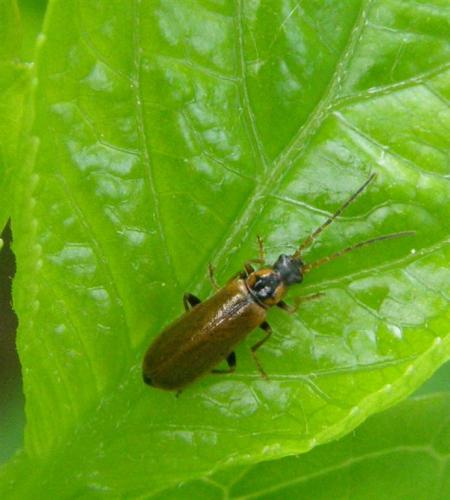 Rhagonycha nigriventris
