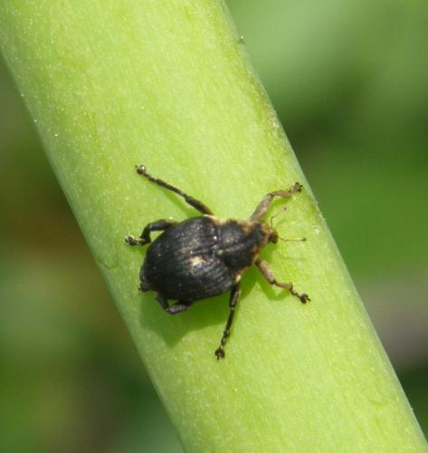 Mononychus punctumalbum