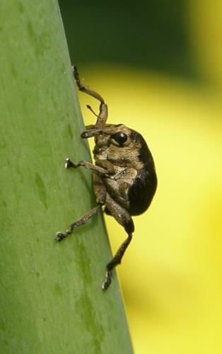 Réf. 57 689 : Mononychus punctumalbum