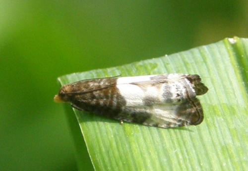 Notocelia cynosbatella