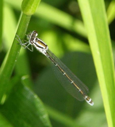 Réf. 57 691 : Coenagrion sp.