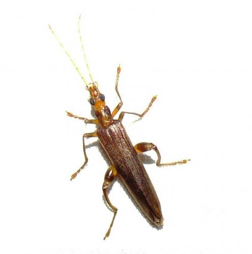 Oedemera femoralis
