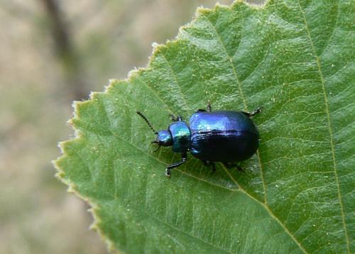 Plagiosterna aenea