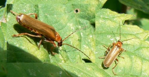 Cantharis rufa