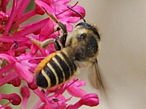 Réf. 57 918 : Megachile sp.