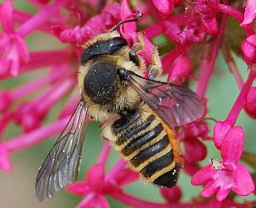 Réf. 57 899 : Megachile sp.