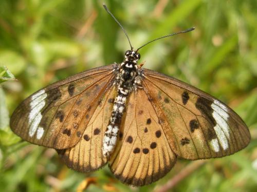 Acraea encedon
