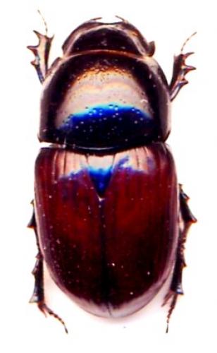 Réf. 57 341 : Teuchestes fossor