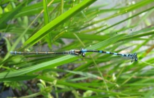 Réf. 57 881 : Coenagrion mercuriale